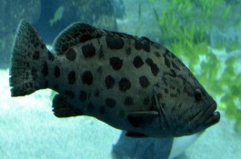 淡水石斑鱼苗的品种，放养密度根据水流速而决定