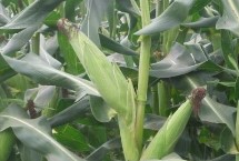 胜玉186玉米栽培技术要点，中抗南方锈病