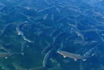 虹鳟鱼生活水多深，对饲料的敏感度很高