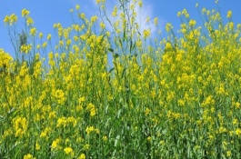 油菜缺硼的原因，常表现为矮化型、徒长型和中间型