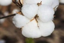 中棉所9A01棉花栽培技术要点，播种期在4月10日-5月5日