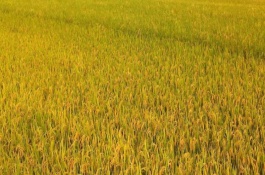 荃优0861水稻栽培技术要点，苗期重点防治稻飞虱