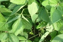 滇大豆8号大豆栽培技术要点，冬播在11月底之前播种