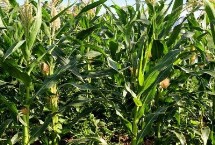 ND609玉米栽培技术要点，中等肥力以上地块种植