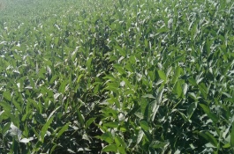 濉科998大豆栽培技术要点，每亩种植密度高肥力地块2万株