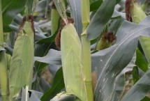 倍多收619玉米栽培技术要点，生育期107天左右