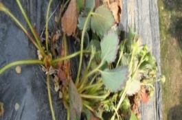 草莓容易生什么虫子，有叶斑病、白粉病、灰霉病等