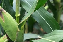 红旗208玉米栽培技术要点，密度4500株/亩左右