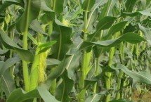 誉成18玉米栽培技术要点，确定最佳的播种期