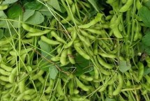 开科源K29大豆栽培技术要点，播种前将种子晒1～2天