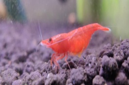 极火虾多大可以繁殖，与它自身生长能力和外部环境有关