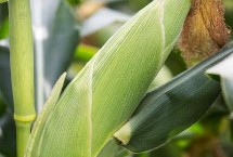 Q518玉米栽培技术要点，中抗茎腐病