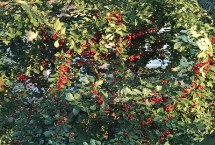 樱桃从种到挂果要多长时间，可以但需注意将土壤进行改良