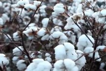 鲁棉551棉花栽培技术要点，高抗棉铃虫