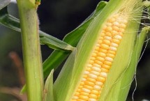 龙辐玉20玉米栽培技术要点，注意大斑病和茎腐病防治