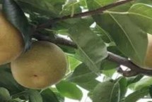 糖度最高的梨品种，不同的品种风味也大有不同