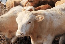 冷天养牛需注意的事项，可以承受-15℃的低温