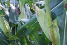京农科801玉米栽培技术要点，中抗茎腐病