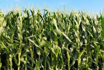 晋甜糯2号玉米栽培技术要点，中抗茎腐病