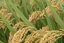 榕夏两优676水稻栽培技术要点，注意及时防治病虫害