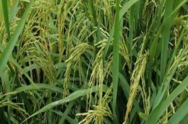 粮两优1378水稻栽培技术要点，全生育期为156.3天