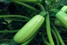 西葫芦为什么叫西葫芦，颜色和外形均不同