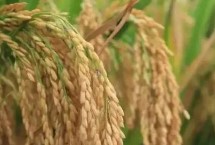 泗稻301水稻栽培技术要点，当每亩茎蘖苗达够穗苗时