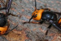 杀人蜂真的存在吗，是指某些具有攻击性和毒性的胡峰或非洲蜜蜂