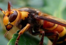 黄腰胡蜂能不能泡酒，可以泡酒但浸泡时间不能过长