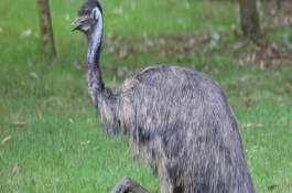 鸸鹋是什么动物，成品每斤售价35-45元左右