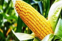 庆玉9号玉米栽培技术要点，6月上中旬播种