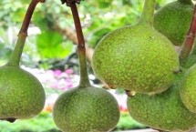 采摘牛奶果要注意什么，种植在朝阳地区才能更好生长