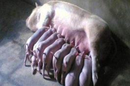 母猪喂红糖一天喂多少，可达到催奶、催情和增肥的效果