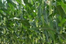 赵玉163玉米栽培技术要点，中抗小斑病