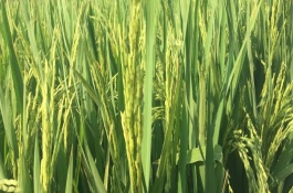 合莉油占水稻栽培技术要点，中抗白叶枯病IV型菌3级