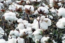 中棉EB005棉花栽培技术要点，高抗枯萎病耐黄萎病