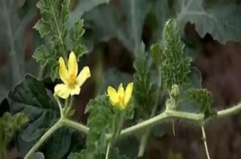 西瓜授粉期如何管理，追施磷钾肥可促进花芽分化