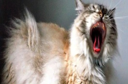 猫咪一直哈气的原因，可能是感觉周围的环境和事物对它有威胁