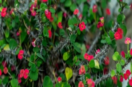 适合室内养殖的盆栽有哪些，虎刺梅、水仙花等品种不能接触