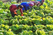 白菜如何贮藏，八成熟就要开始采收