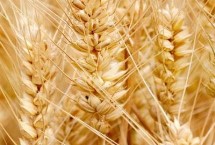 轮选188小麦栽培技术要点，每亩适宜基本苗18～20万