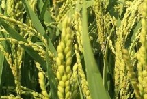 淮两优42水稻栽培技术要点，亩播种量12-15千克