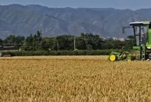 夏收秋种是什么时候，夏收是芒种和夏至前后