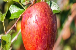 苹果种子如何催芽，到10月下旬浸泡种子