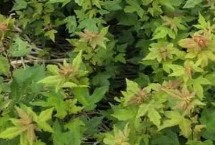 三角枫什么时候剪枝，应选用当年采收的种子播种