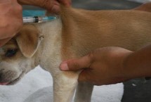 接种后的注意事项，接种前需确定一周内身体是健康状态