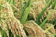 秋两优新占水稻栽培技术要点，每亩基本苗5-6万