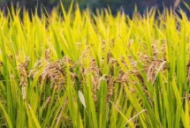 千乡优926水稻栽培技术要点，该品种基部叶鞘绿色