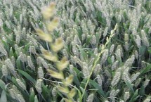 永乐麦836小麦栽培技术要点，适宜播种期10月上中旬