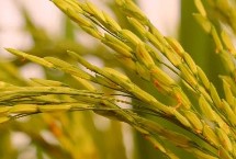锦城优2674水稻栽培技术要点，综合防治病虫害